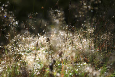 Grass with morning dew in Black forest, Germany - JTF01935