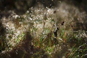 Fresh dew drops on grass in Black forest, Germany - JTF01936