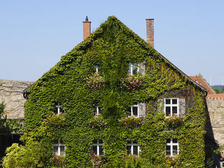 Germany, Bavaria, Dinkelsbuhl, House overgrown by green ivy - WIF04446