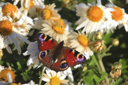 Europäischer Pfau (Aglais io) auf einer blühenden Blume sitzend - JTF01939