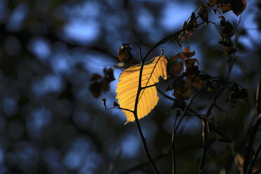 Gelbes Herbstblatt, das nachts auf den Zweigen liegt - JTF01940