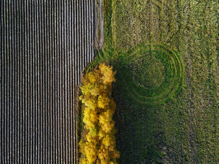 Luftaufnahme eines Feldes als Windschutz im Herbst - KNTF06499