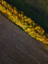 Luftaufnahme eines Feldes als Windschutz im Herbst - KNTF06500