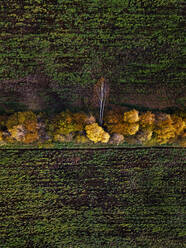 Aerial view of field windbreak in autumn - KNTF06502