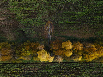 Aerial view of field windbreak in autumn - KNTF06503