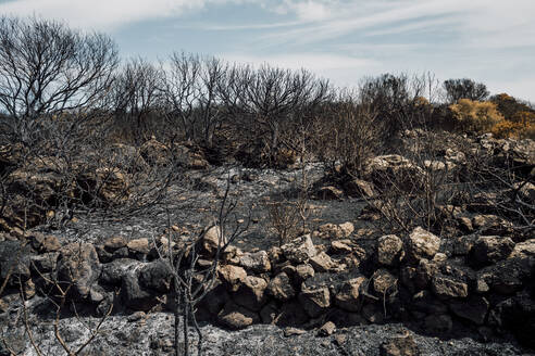 Verbrannte Bäume nach Waldbrand - MEUF04544