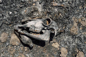 Schädel eines bei einem Waldbrand getöteten Tieres - MEUF04545