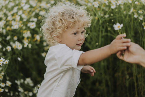 Blond boy taking flower from mother at flower field - SSGF00024