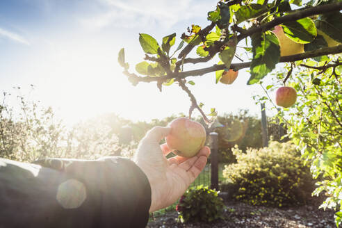 Man harvesting apple on sunny day - CHPF00790