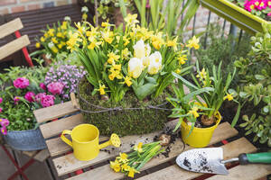 Gelb blühende Narzissen und Tulpen zusammen in einem moosbewachsenen Korb kultiviert - GWF07202