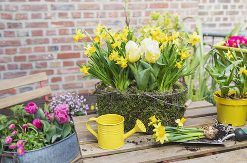 Gelb blühende Narzissen und Tulpen zusammen in einem moosbewachsenen Korb kultiviert - GWF07203