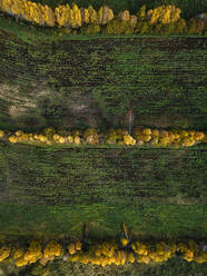 Aerial view of countryside field protected by rows of windbreaks in autumn - KNTF06514