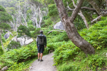 Male hiker standing in middle of forest footpath - FOF12234