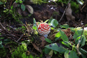 Fliegenpilz (Amanita muscaria) wächst auf dem Waldboden - JTF01942