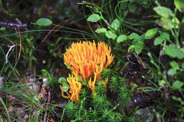 Leuchtend gelbe Pilze auf dem Waldboden - JTF01943