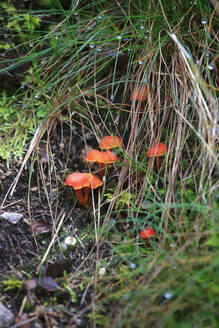 Braune Pilze wachsen auf dem Waldboden - JTF01944