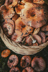 Fresh mushrooms filled in basket - ACPF01349