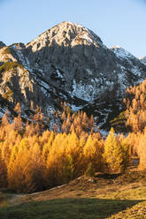 Alpine grove at autumn dusk - HHF05795