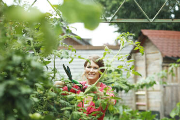 Lächelnde Frau schneidet Pflanze durch Heckenschere im Hinterhof - AANF00144