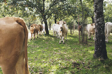 Stehende Kühe auf einem landwirtschaftlichen Feld - JCCMF04233