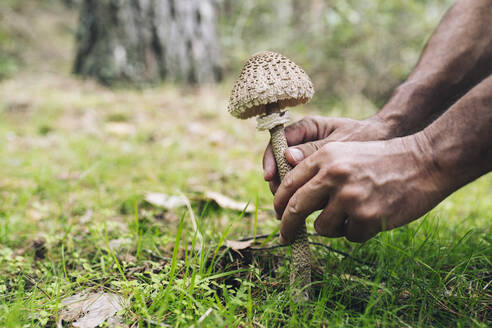 Älterer Mann sammelt Pilze im Wald - JCCMF04239