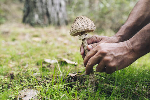 Mature man picking mushroom in forest - JCCMF04239