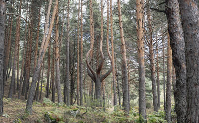 Birke im Wald - JCCMF04241