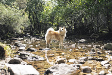 Akita-Hund im Wasser stehend an einem sonnigen Tag - JCCMF04245