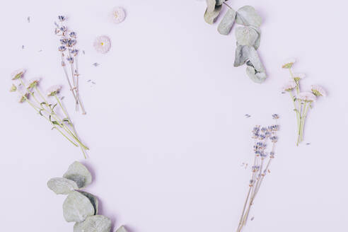 Kräuter und Lavendelblüten auf lila Hintergrund - OYF00611