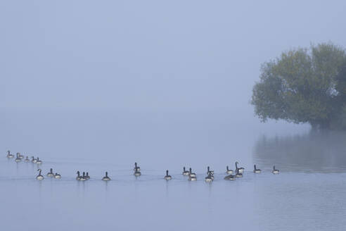 Kanadagänse (Branta canadensis) beim Schwimmen im Altmühlsee bei nebligem Wetter - WIF04451