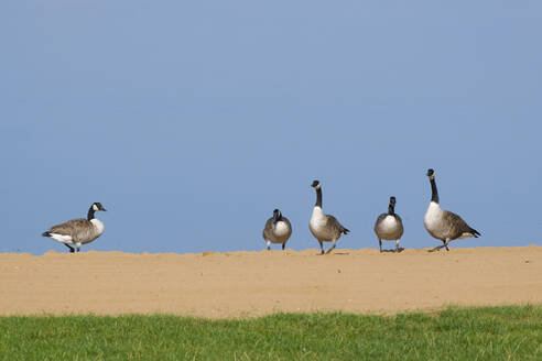 Kanadagänse (Branta canadensis), die im Freien vor einem klaren Himmel stehen - WIF04452