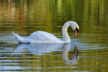 Höckerschwan (Cygnus olor) beim Schwimmen im Altmühlsee - WIF04456