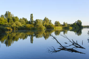 Trees reflecting in Altmuhlsee lake - WIF04457