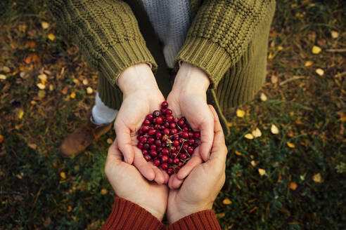 Mann und Frau halten frische Preiselbeeren in der Hand - VPIF05168