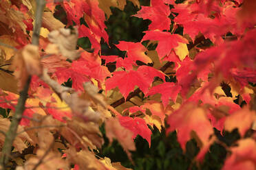 Rote Herbstzweige des Zuckerahorns (Acer saccharum) - JTF01947