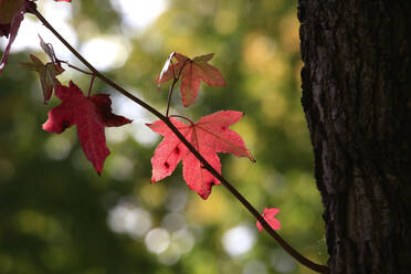 Roter Herbstzweig des amerikanischen Süßholzes (Liquidambar styraciflua) - JTF01949