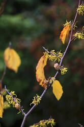 Gelber Hexenhasel (Hamamelis) Zweig im Herbst - JTF01951