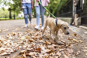 Junges Paar mit Hund beim Spaziergang im Park - WPEF05341
