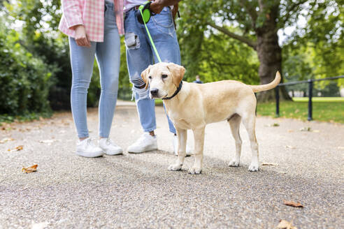 Hund steht bei jungem Paar in öffentlichem Park - WPEF05342