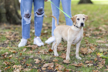 Junges Paar mit Hund in öffentlichem Park - WPEF05351