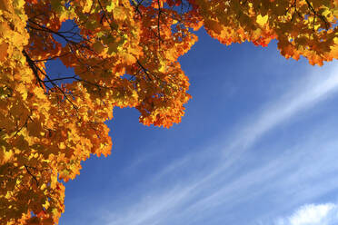 Herbst gemalt Ahorn Zweige gegen Himmel - JTF01953