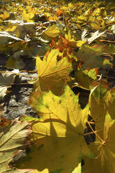 Gefallene Ahornblätter, die im Herbst auf dem Boden liegen - JTF01955