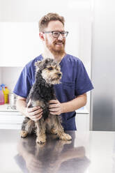 Positive male veterinarian stroking fluffy Yorkshire Terrier in vet clinic - ADSF31220