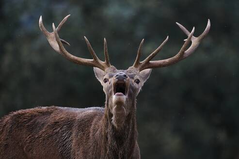 Wild buck deer grunting while grazing in forest with green plants in the woods - ADSF31253