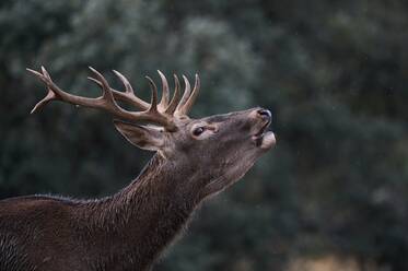 Wilder Hirschbock grunzt beim Grasen im Wald mit grünen Pflanzen im Wald - ADSF31254