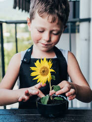 Fröhlicher kleiner Junge in Schürze, der einen Topf mit einer kleinen blühenden Sonnenblume auf dem Balkon vorführt - ADSF31269