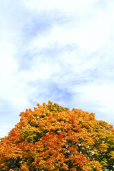 Himmel über dem herbstlich gefärbten Blätterdach eines Ahornbaums - JTF01956