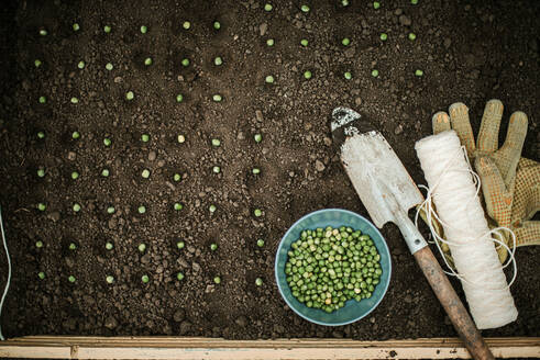 Pflanzung von Samen für ihren Gemüsegarten - CAVF95014