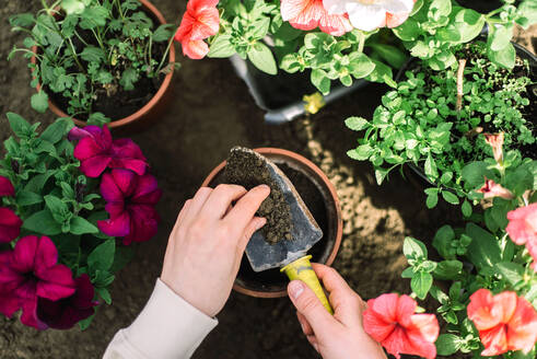 Frau pflanzt Blume in einen Blumentopf - CAVF95016