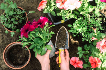 Woman planting flower in a flower pot - CAVF95017